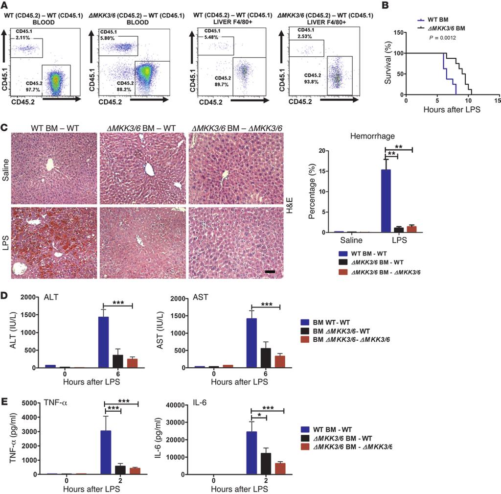 Figure 4 ΔMKK3/6 hematopoietic cells protect mice against hepatitis. Lethally irradiated WT mice were reconstituted with BM from WT or ΔMKK3/6 mice.