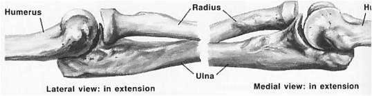 Humerus Proximal Ulna Radial Head Anatomy Anatomy In full ext, 60% of axial loads are transmitted across the