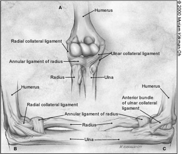 Ligaments Contribution of