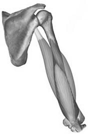 Triceps Origin: Long head: infraglenoid tubercle of scapula; Lateral head: posterior surface of humerus, superior to radial groove; Medial head: posterior