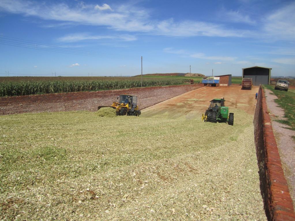 The Use of Probiotic Strains as Silage Inoculants 3 Picture 1. Compacting of corn whole plant for silage in a South African farm (Y. Acosta Aragón) 3.