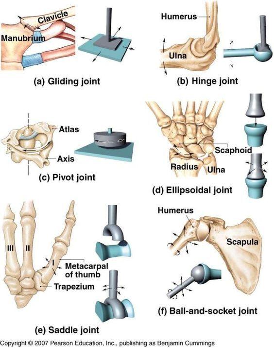 Structural Classification of Synovial Joints Gliding (e.g., vertebra vertebra) Hinge (e.g., knee) Pivot (e.