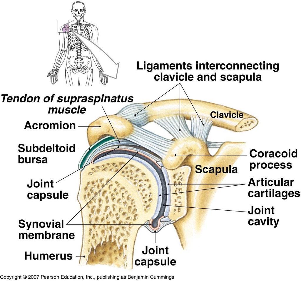 Articulations The Shoulder Joint