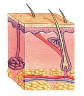 The Integumentary System Synthesizes vitamin D3, essential for calcium and phosphorus absorption (bone maintenance and