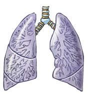 The Respiratory System Provides oxygen and eliminates carbon dioxide Movements of ribs important in breathing; axial