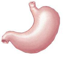 The Digestive System Provides nutrients, calcium, and phosphate Ribs protect portions of liver, stomach,