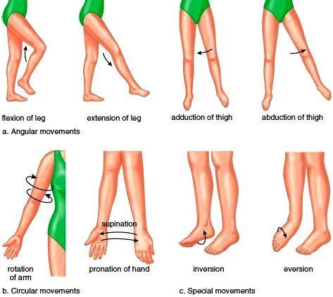 Types of Movements Synovial Joints: