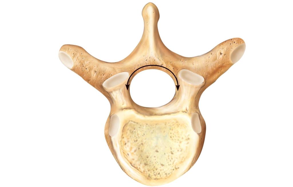 Figure 7.18 Structure of a typical vertebra.