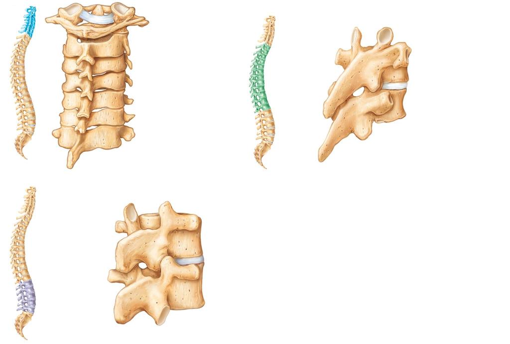 Figure 7.20 Posterolateral views of articulated vertebrae.