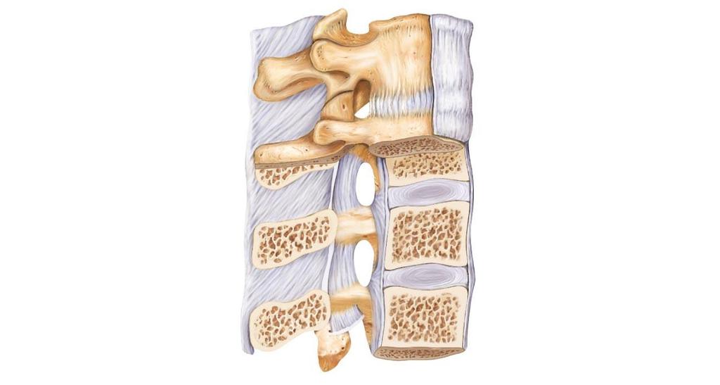 Figure 7.17a Ligaments and fibrocartilage discs uniting the vertebrae.
