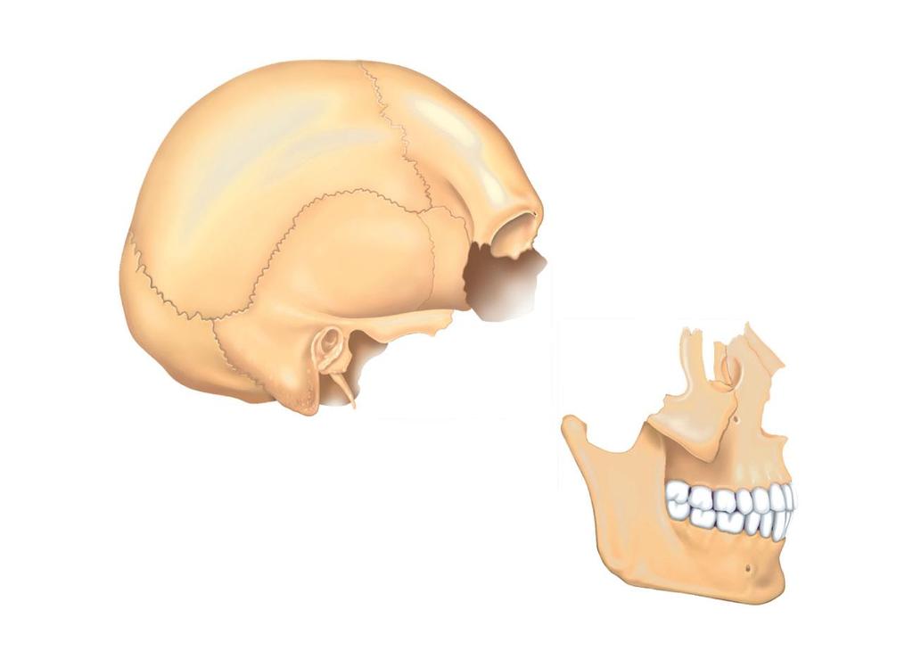 Figure 7.2a The skull: Cranial and facial divisions and fossae.