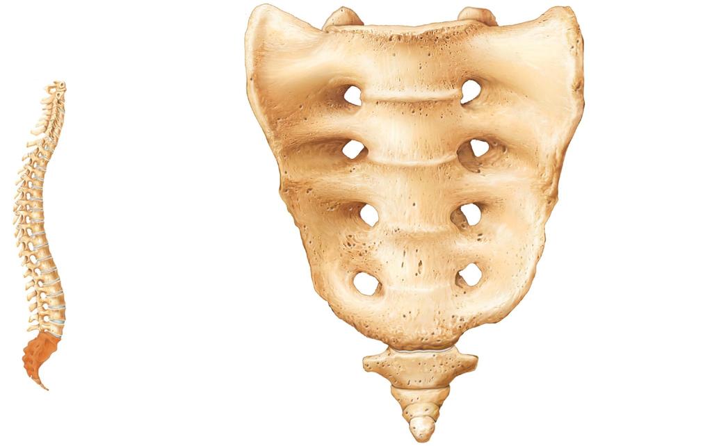 Figure 7.21a The sacrum and coccyx.