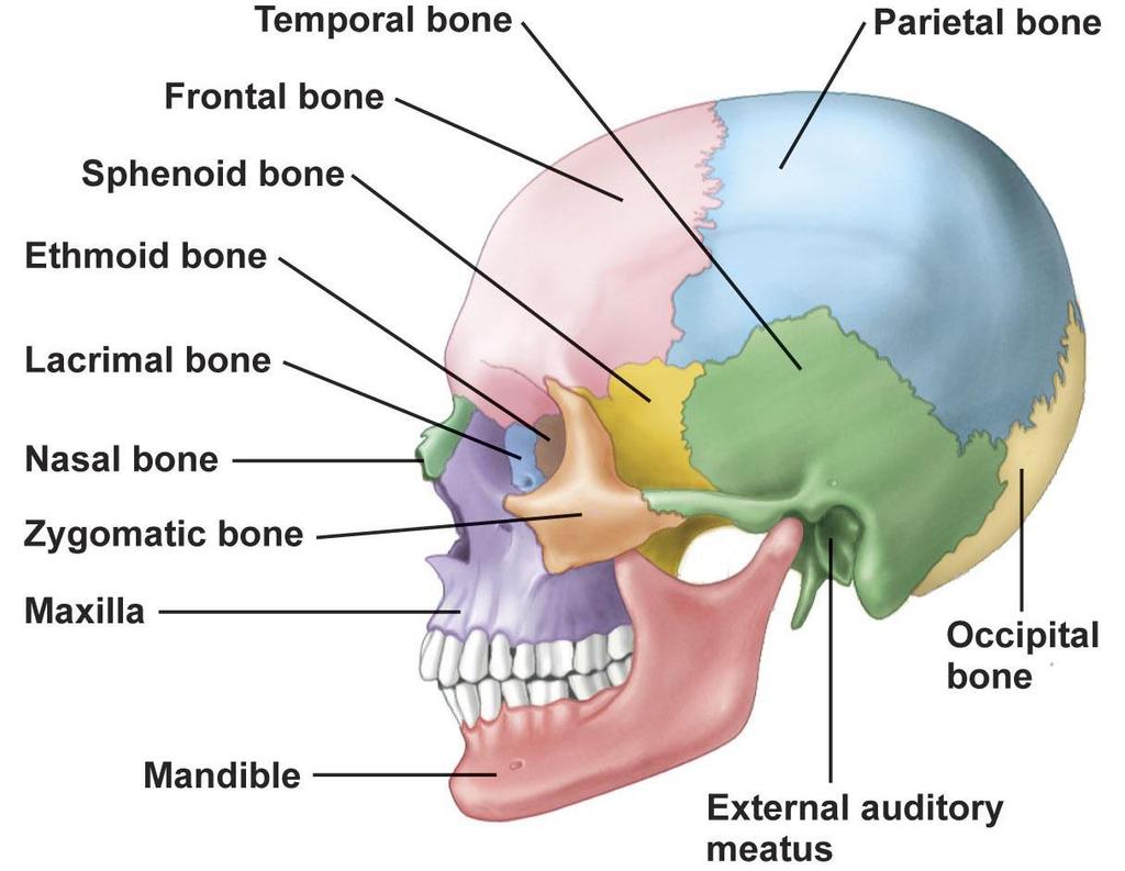 Figure 5.6 The human skull.
