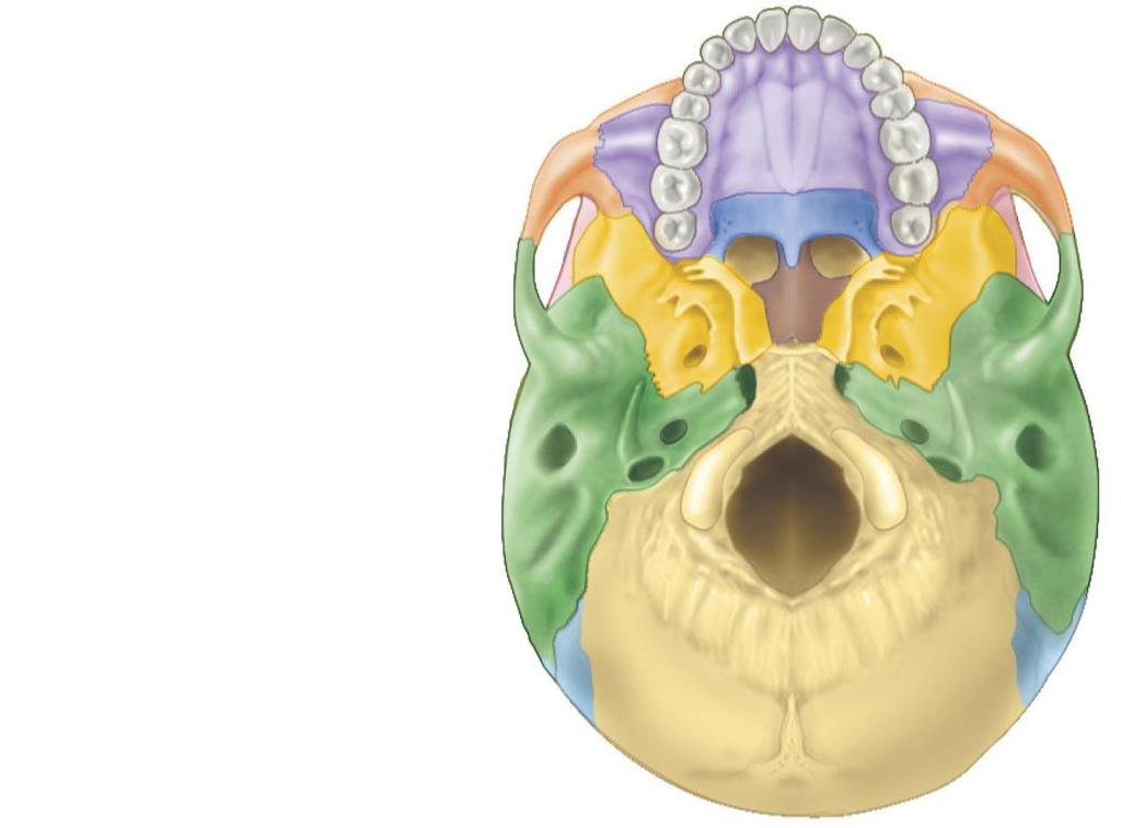 Figure 5.6 The human skull.