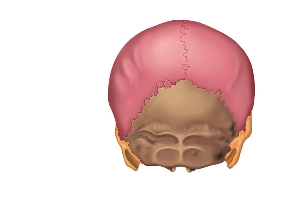 Figure 7.4b Anatomy of the anterior and posterior aspects of the skull.