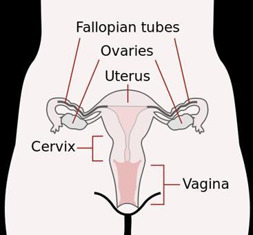 Vagina 1. Introduction 1.1 General Information and Aetiology The vagina is part of internal female reproductive system.