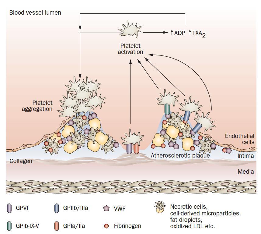 Platelet activation and aggregation in the context of