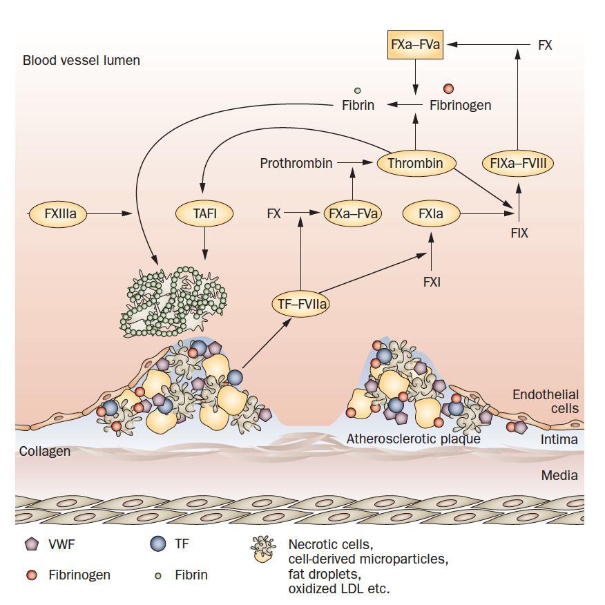 The activation of blood coagulation in arterial