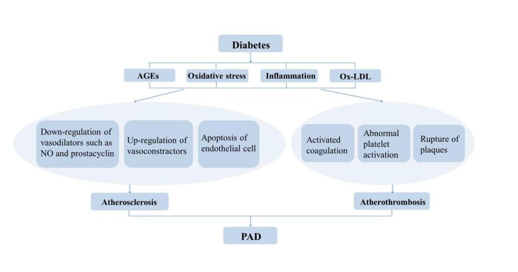 The pathophysiological characteristics of PAD in