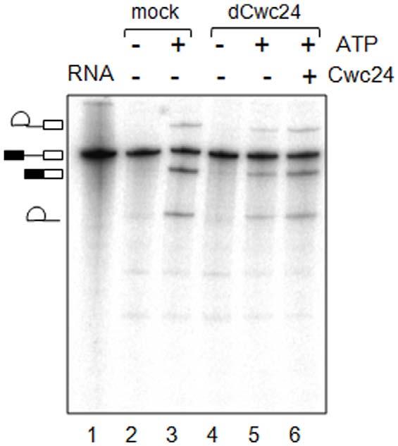 Figure 2. Immunodepletion of Cwc24p affects splicing of pre- U3BP. In vitro splicing reactions of pre-u3bp substrate, performed with mock- or Cwc24-depleted extracts, with or without ATP.