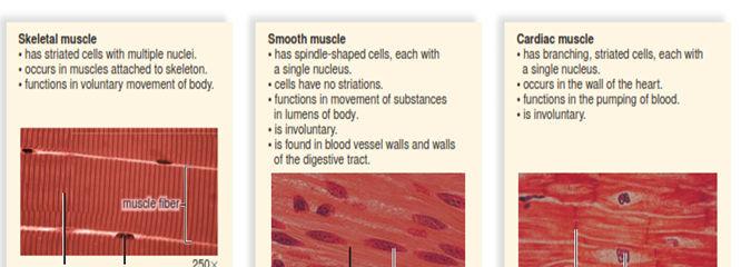 . Cardiac muscle is found only in the walls of the heart. Its contraction pumps blood and accounts for the heartbeat. Cardiac muscle combines features of both smooth and skeletal muscle.