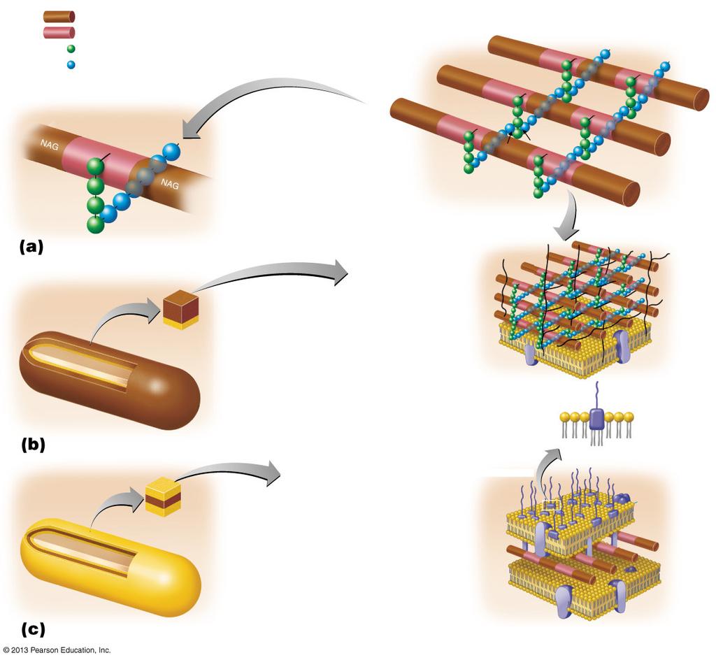 Figure 4.13 Bacterial cell walls.