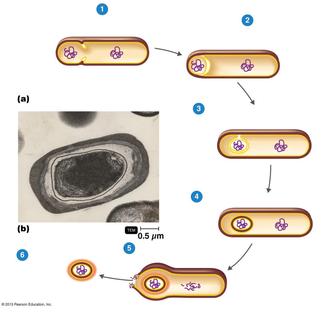 Figure 4.21 Formation of endospores by sporulation. Cytoplasm Spore septum begins to isolate newly replicated DNA and a small portion of cytoplasm.