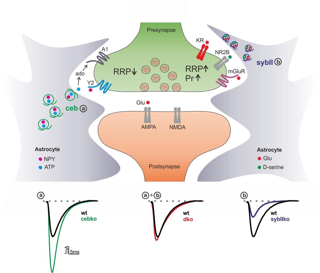 Supplementary Figure 10 Proposed model for v-snare-dependent gliotransmitter secretion pathways modulating synaptic efficacy.