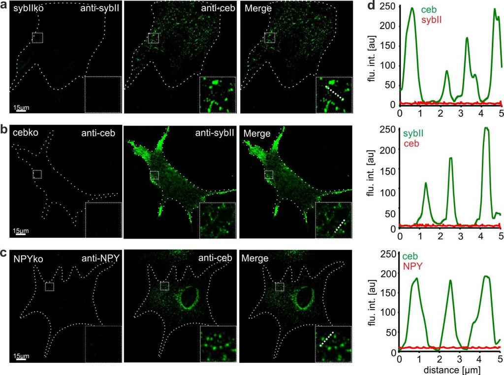 Supplementary Figure 2 Antibodies are specific for their respective antigens. (a) Confocal images of sybiiko astrocytes co-immunolabelled with affinity purified antibodies for sybii and ceb.