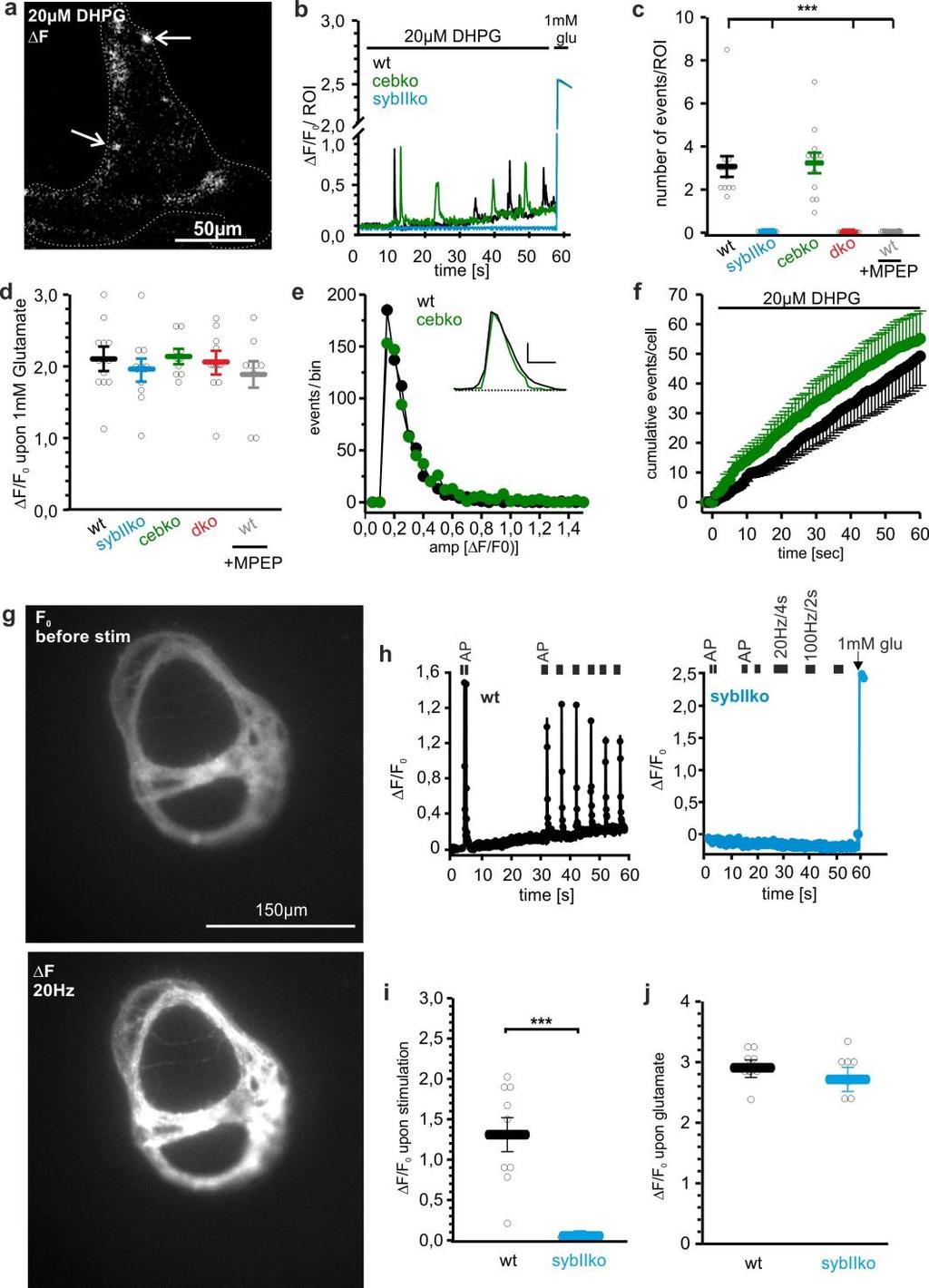 Supplementary Figure 4 iglusnfr monitors glutamate release in astrocytes and neurons.