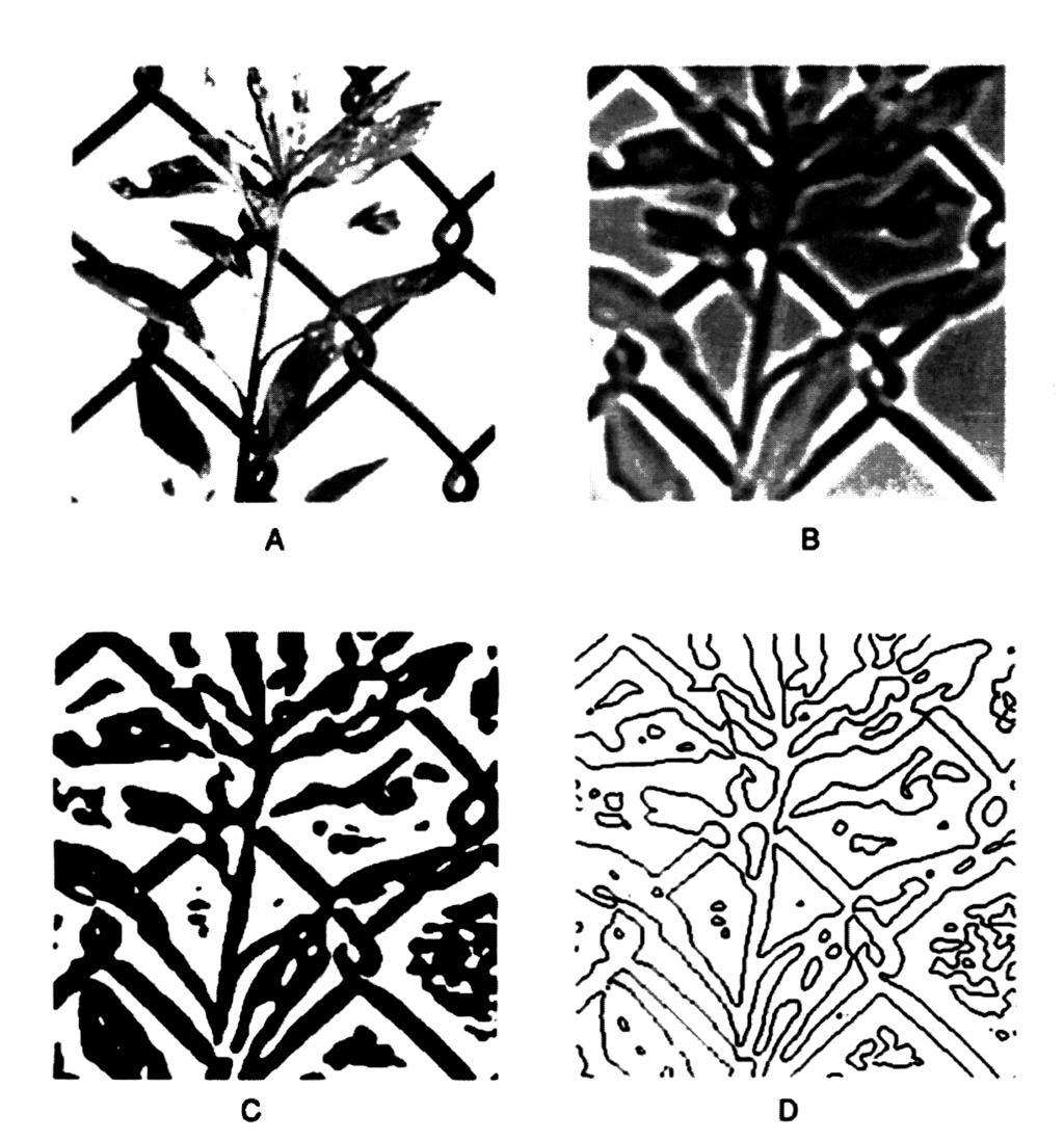 3.4. STRIATE CORTEX 39 Figure 3.28: Finding edges by zero crossings in curvatue. (A) The image, (B) The image convolved with the edge operator with the values represented in gray scale.