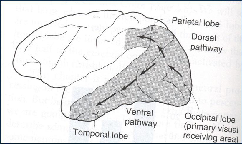 42 CHAPTER 3. THE VISUAL SYSTEM Figure 3.32: The what and where pathways in the ventral and parietal lobes. predominant direction of the movements of the dots from these kinds of moving dots.