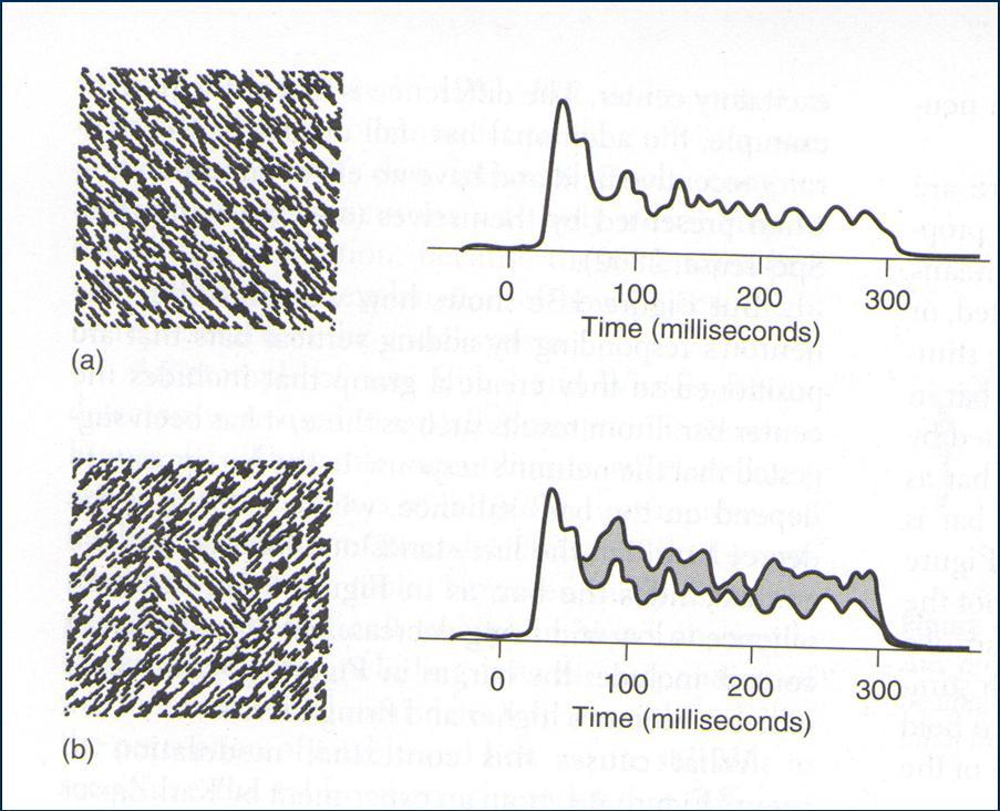 same bar with other bars lined up with it to create a group, (d) response of a neuron to conditions (a),(b) and (c). Right: Effect of a context on a monkey s V 1 neuron. 10.