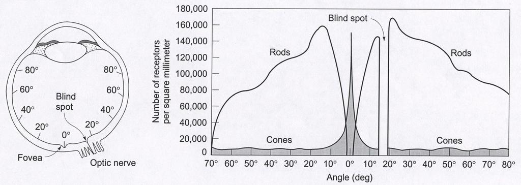 18 CHAPTER 3. THE VISUAL SYSTEM trigger electrical signals from light stimulus. Distribution The rods and cones are not uniformly distributed in the retina as shown in Figure 3.5.