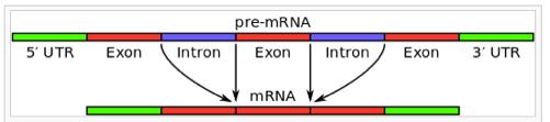 mrna - 5 capping - 3 cleavage and