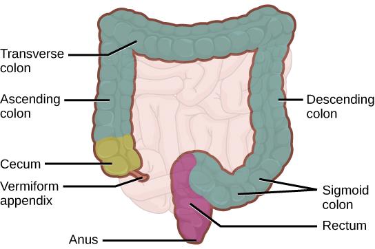OpenStax-CNX module: m44736 16 Figure 12: The large intestine reabsorbs water from undigested food and stores waste material until it is eliminated. 4.