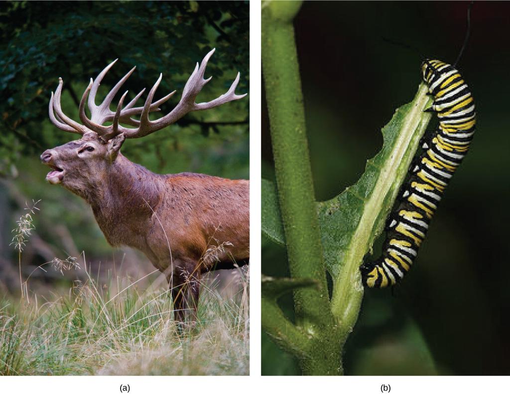 OpenStax-CNX module: m44736 2 Figure 1: Herbivores, like this (a) mule deer and (b) monarch caterpillar, eat primarily plant material.