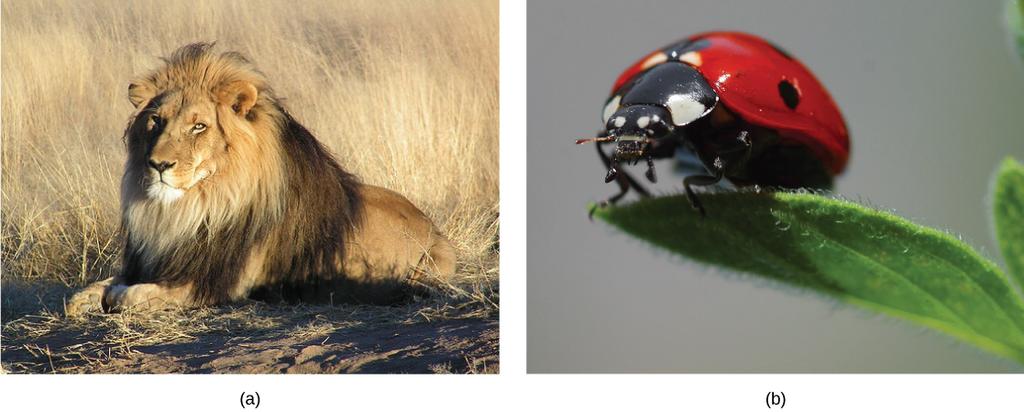 OpenStax-CNX module: m44736 3 Figure 2: Carnivores like the (a) lion eat primarily meat. The (b) ladybug is also a carnivore that consumes small insects called aphids.