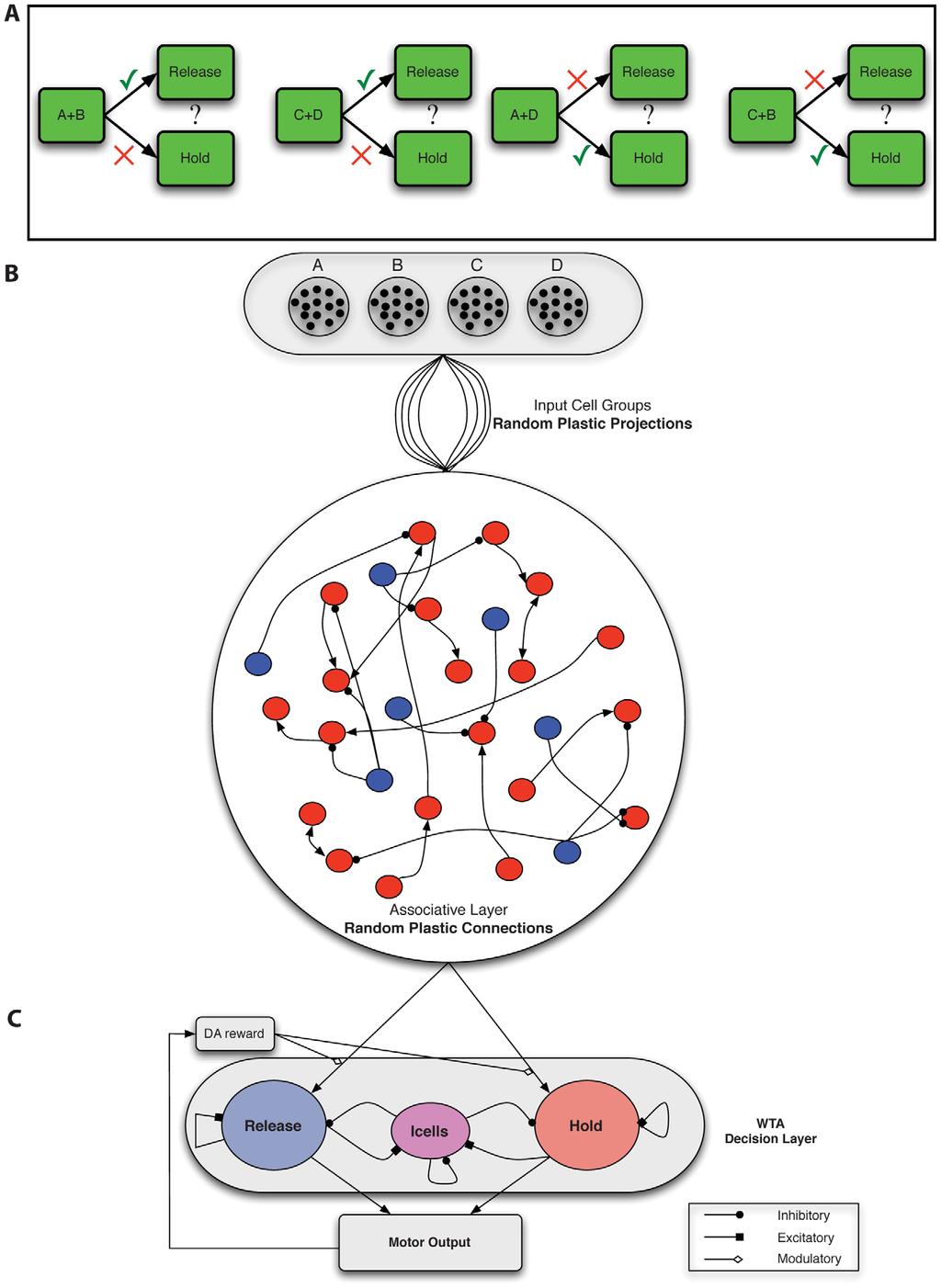 Figure 1. Biconditional discrimination task logic and network architecture. A. In an example of this task, two of four possible stimuli (A, B, C and D) are presented simultaneously to a subject [9].