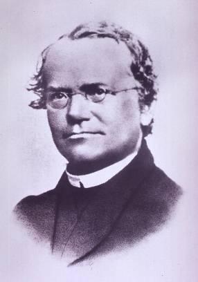Mendelian Genetics Gregor Mendel (1822-1884) l a Augustinian monk in Brunn (Czech Republic), Austria l his research laid the