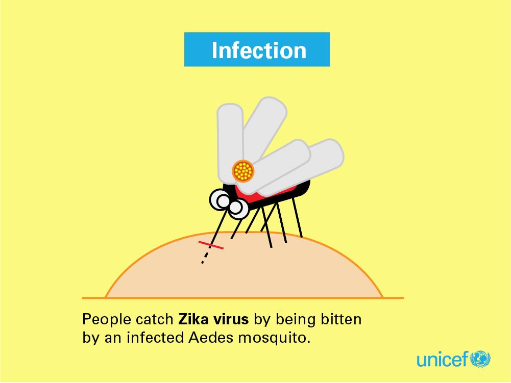 Mosquito Fun Facts Where do mosquitos live?