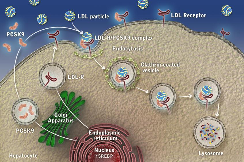 PCSK9: Key regulator of LDLR expression and LDL degradation http://my.americanheart.
