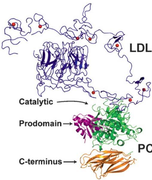 PCSK9 binding to the LDLR Ligandbinding domain LDLR β propeller EGFlike repeats