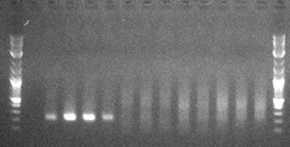 Liver PCSK9 mrna and serum Tc levels* RNAi Silencing of PCSK9 in Rats 1.6 PCSK9 mrna Tc LNP-siRNA (mg/kg) Day 0 3 N=6/group PCSK9 mrna Total chol. LDLR 1.2 0.8 * * * ** ** 0.