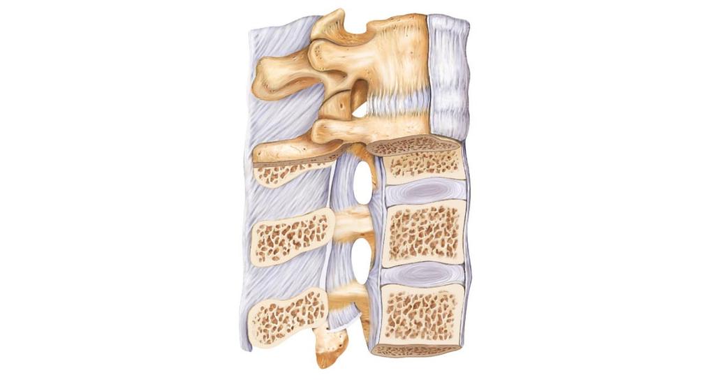 vertebra of the lower back Sacrum bone inferior to the lumbar vertebrae Coccyx terminus of vertebral column Vertebral Column: Curvatures Increase the resilience and flexibility of the spine Two