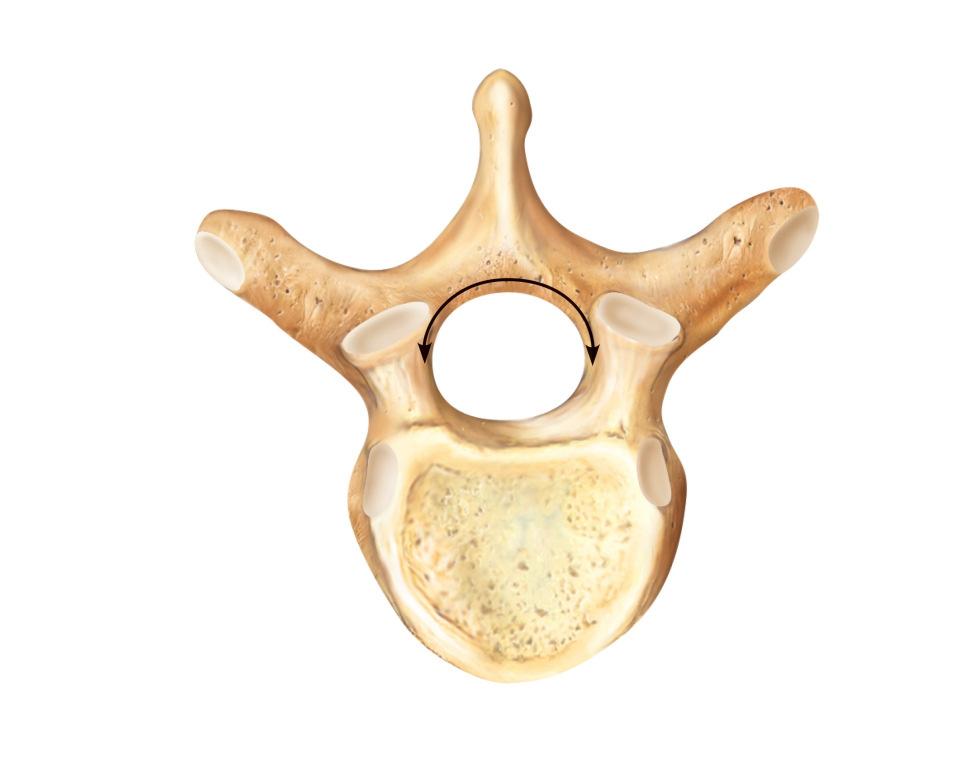 region Vertebral arch Composed of pedicles and laminae that, along with centrum, enclose vertebral Vertebral foramina Together