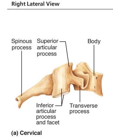 Spine (vertical) and Pedicle Lamina Vertebral arch Vertebral (centrum) Figure 7.