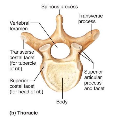 (b) Thoracic vertebrae costal (for tubercle of