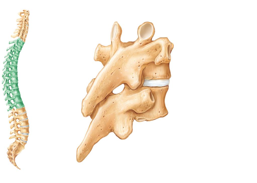 pedicles and laminae Flat hatchet-shaped spinous