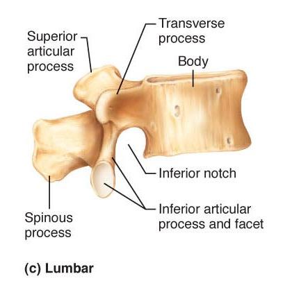 vertebrae (S 1 S 5 ) Forms posterior wall of